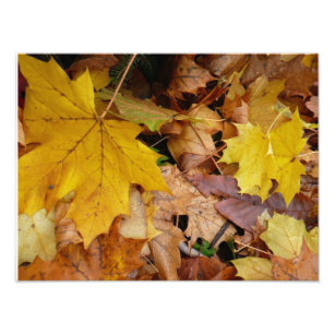 Fallen Maple Leaves Yellow Autumn Nature Photo Print