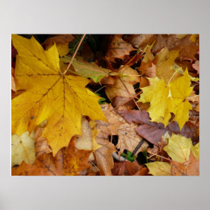 Fallen Maple Leaves Yellow Autumn Nature Poster