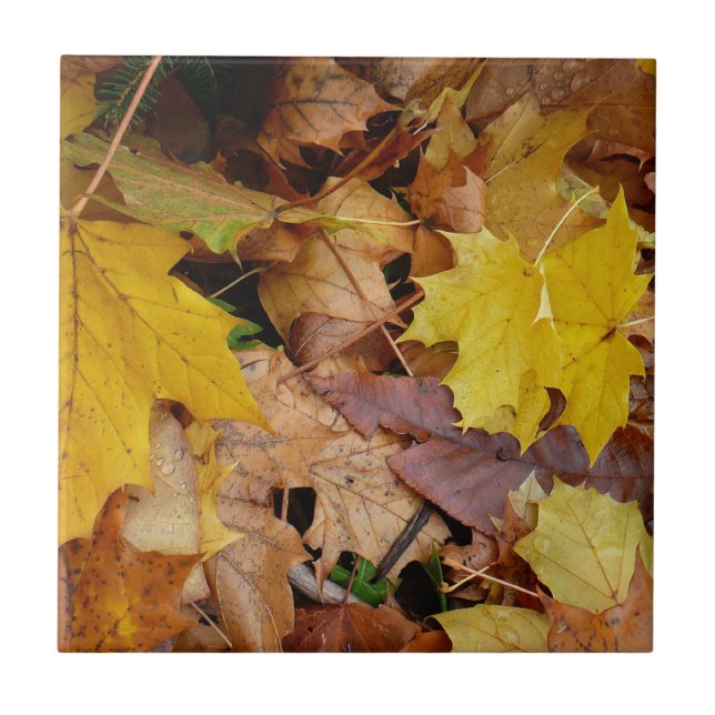 Fallen Maple Leaves Yellow Autumn Nature Tile (Front)