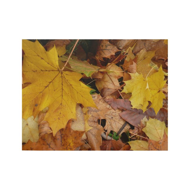 Fallen Maple Leaves Yellow Autumn Nature Wood Poster (Front)