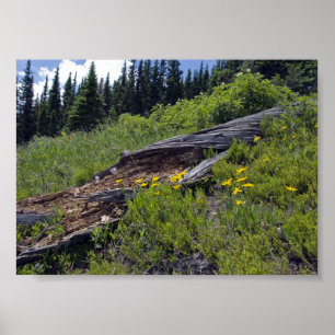 Fallen Tree and Mountain Wildflowers Poster