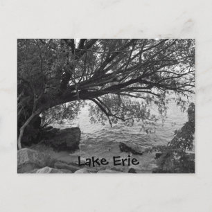 Fallen Tree over Lake Erie Postcard