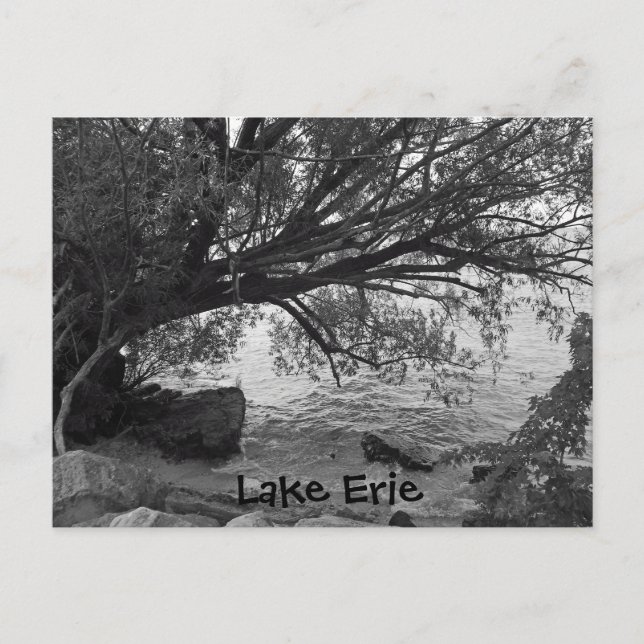 Fallen Tree over Lake Erie Postcard (Front)
