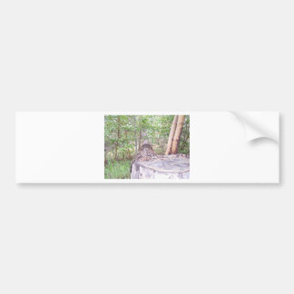 Fallen Tree with Stump in Forest Bumper Sticker