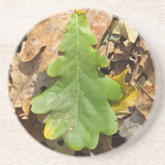 Falling green oak leaf coaster (Front)