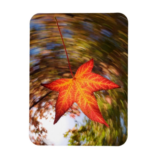 Falling Leaf from a tree in autumn Magnet (Vertical)