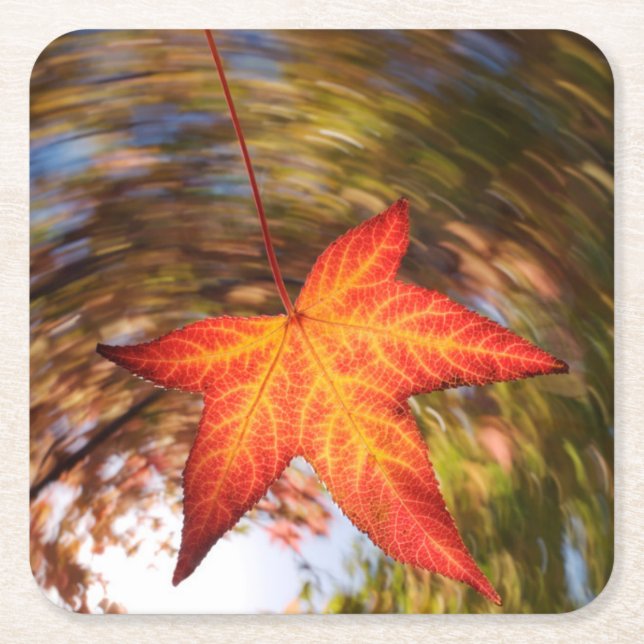 Falling Leaf from a tree in autumn Square Paper Coaster (Front)