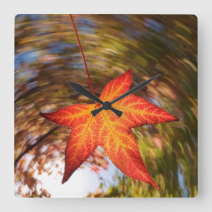 Falling Leaf from a tree in autumn Square Wall Clock