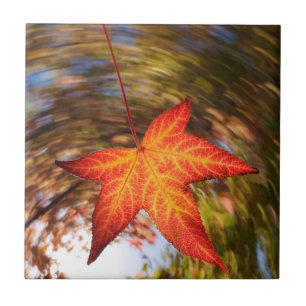 Falling Leaf from a tree in autumn Tile