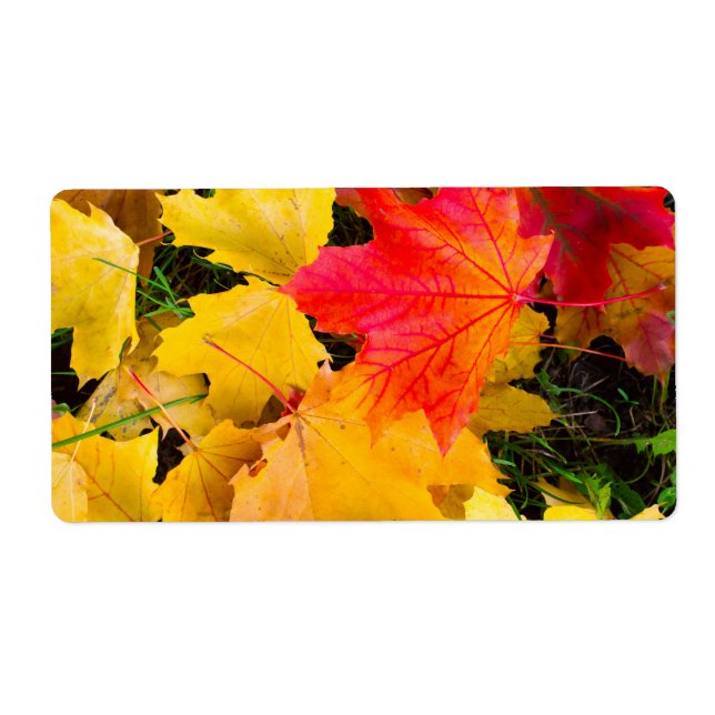 Falling maple leaves on a ground (Front)