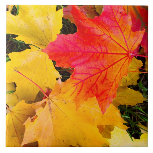Falling maple leaves on a ground tile (Front)