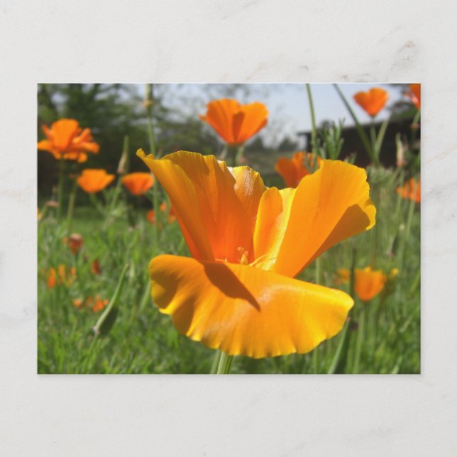 Falling Poppy Notes Card (Front)