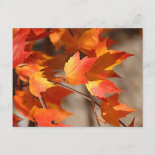 Falling Reds Postcard