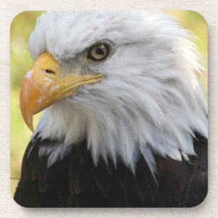 Falln Bald Eagle Liberty Coaster