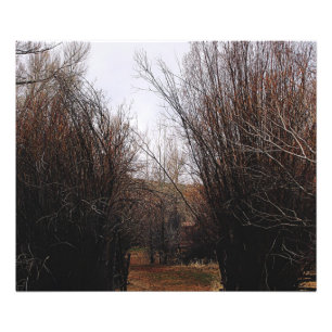 Falln Bannack Overgrowth Photo Print