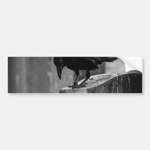 Falln Cemetery Crow Bumper Sticker