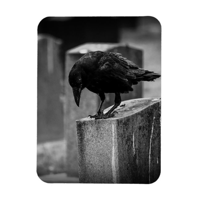 Falln Cemetery Crow Magnet (Vertical)
