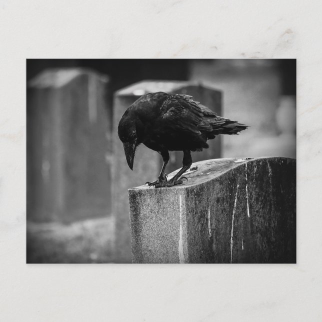 Falln Cemetery Crow Postcard (Front)