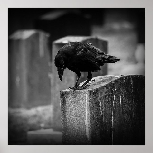 Falln Cemetery Crow Poster (Front)