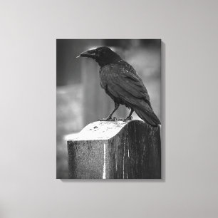 Falln Found A Feather Canvas Print