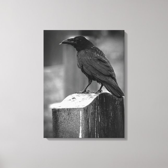 Falln Found A Feather Canvas Print (Front)