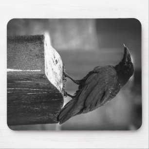 Falln Found A Feather Mouse Mat