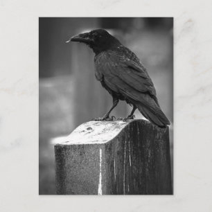 Falln Found A Feather Postcard