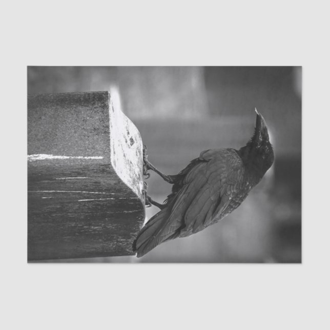 Falln Found A Feather Tissue Paper (Front)