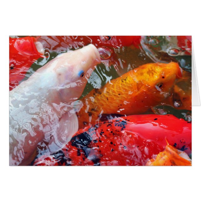 Falln Gathering Koi (Front Horizontal)
