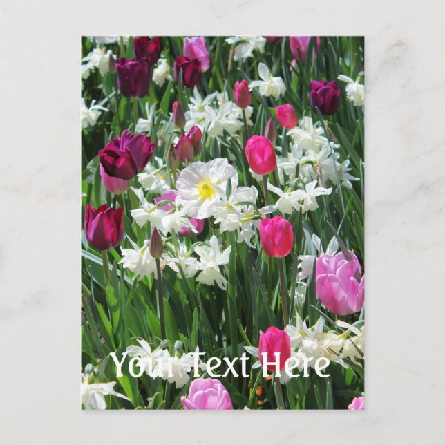 Falln Romantic Spring Morning Postcard (Front)