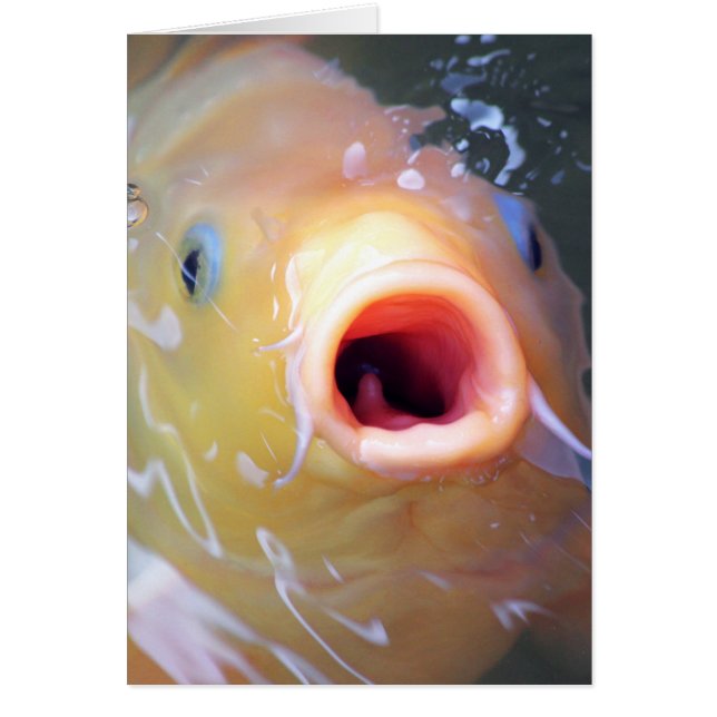 Falln Singing Ghost Koi (Front)