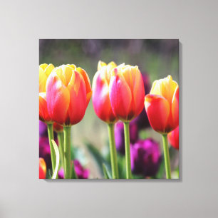 Falln Tulips Aflame Canvas Print