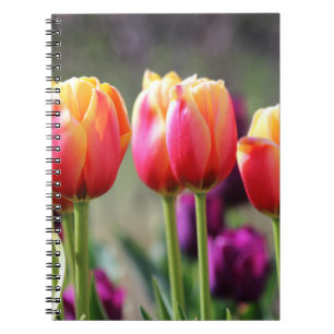 Falln Tulips Aflame Notebook