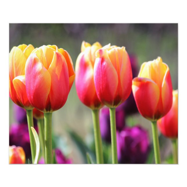 Falln Tulips Aflame Photo Print (Front)