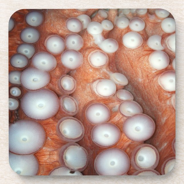 Falln Up Close Octopus Coaster (Front)