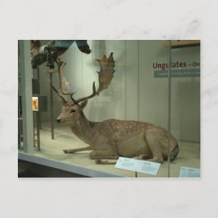 Fallow deer (Dama dama) Postcard
