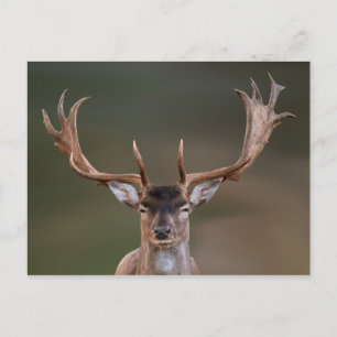 Fallow Deer is Judging You Postcard