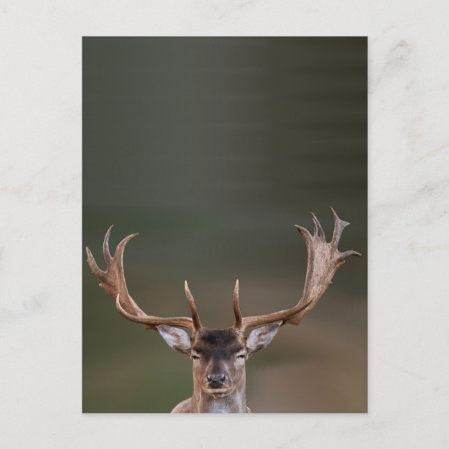 Fallow Deer is Judging You Postcard (Front)