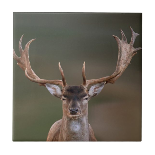Fallow Deer is Judging You Tile (Front)