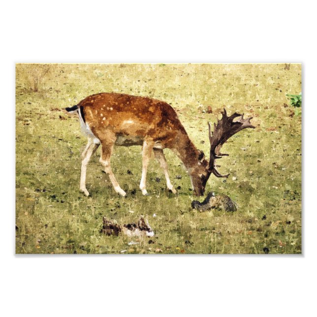 FALLOW DEER PHOTO PRINT (Front)