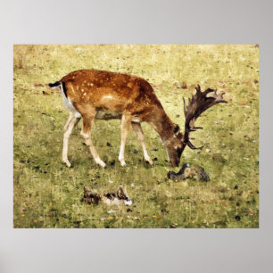 FALLOW DEER POSTER