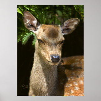 Fallow Deer Print