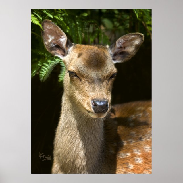 Fallow Deer Print (Front)