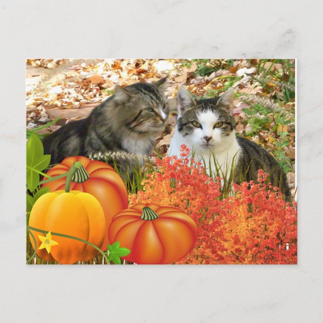 Falls Season Cats and Pumpkins  Postcard (Front)