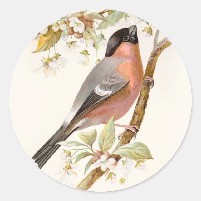 Familiar Wild Birds Swaysland Great Bullfinch Classic Round Sticker (Front)