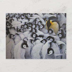 Familie Kaiserpinguine- Postkarte Postcard
