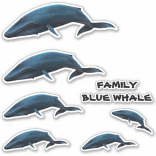 FAMILY BLUE WHALE