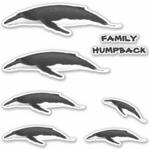 FAMILY HUMPBACK WHALE