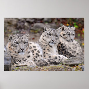 Family of Black Spotted White Leopards Poster