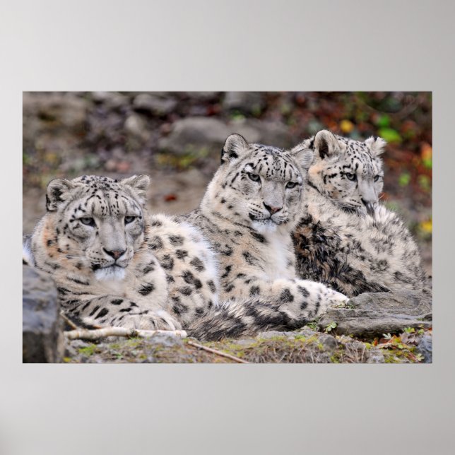 Family of Black Spotted White Leopards Poster (Front)